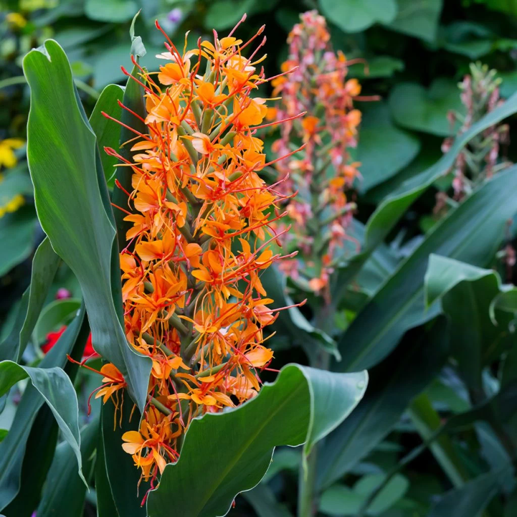 Hedychium Coccineum Tara - Longose Rouge 1 Hedychium Coccineum Tara - Longose Rouge