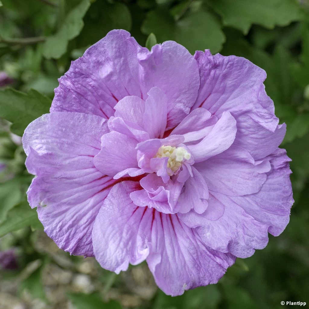 Hibiscus Syriacus Lavender Chiffon - Althéa Rose 1 Hibiscus Syriacus Lavender Chiffon - Althéa Rose