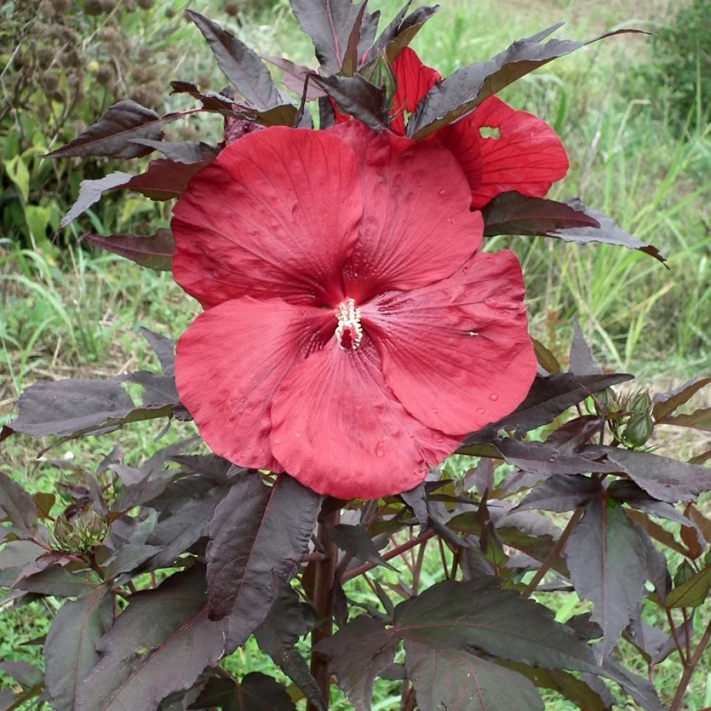 Hibiscus Moscheutos Geant Red - Hibiscus Des Marais En Pot De 1L/1,5L 1 Hibiscus Moscheutos Geant Red - Hibiscus Des Marais En Pot De 1L/1,5L