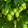 Houblon HOPS (Humulus) - Véritable Houblon De Brassage