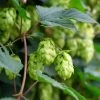 Houblon Femelle Pure - Humulus Lupulus
