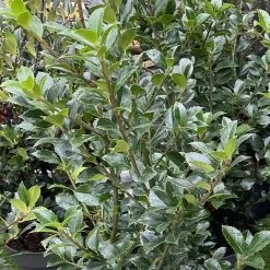 Houx - Ilex X Meserveae Heckenpracht