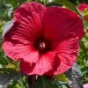 Hibiscus Moscheutos Rouge