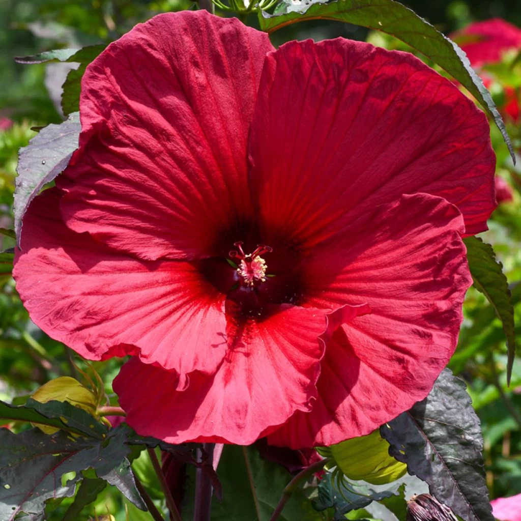 Hibiscus Moscheutos Rouge 1 Hibiscus Moscheutos Rouge