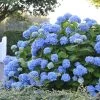 Hortensia - Hydrangea Macrophylla Endless Summer The Original (bleu)