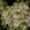 Hortensia - Hydrangea Macrophylla Magical Noblesse