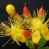 Hypericum Inodorum Magical Red Flame - Millepertuis