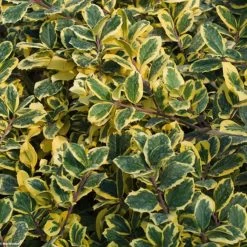 Houx Panaché - Ilex Golden King
