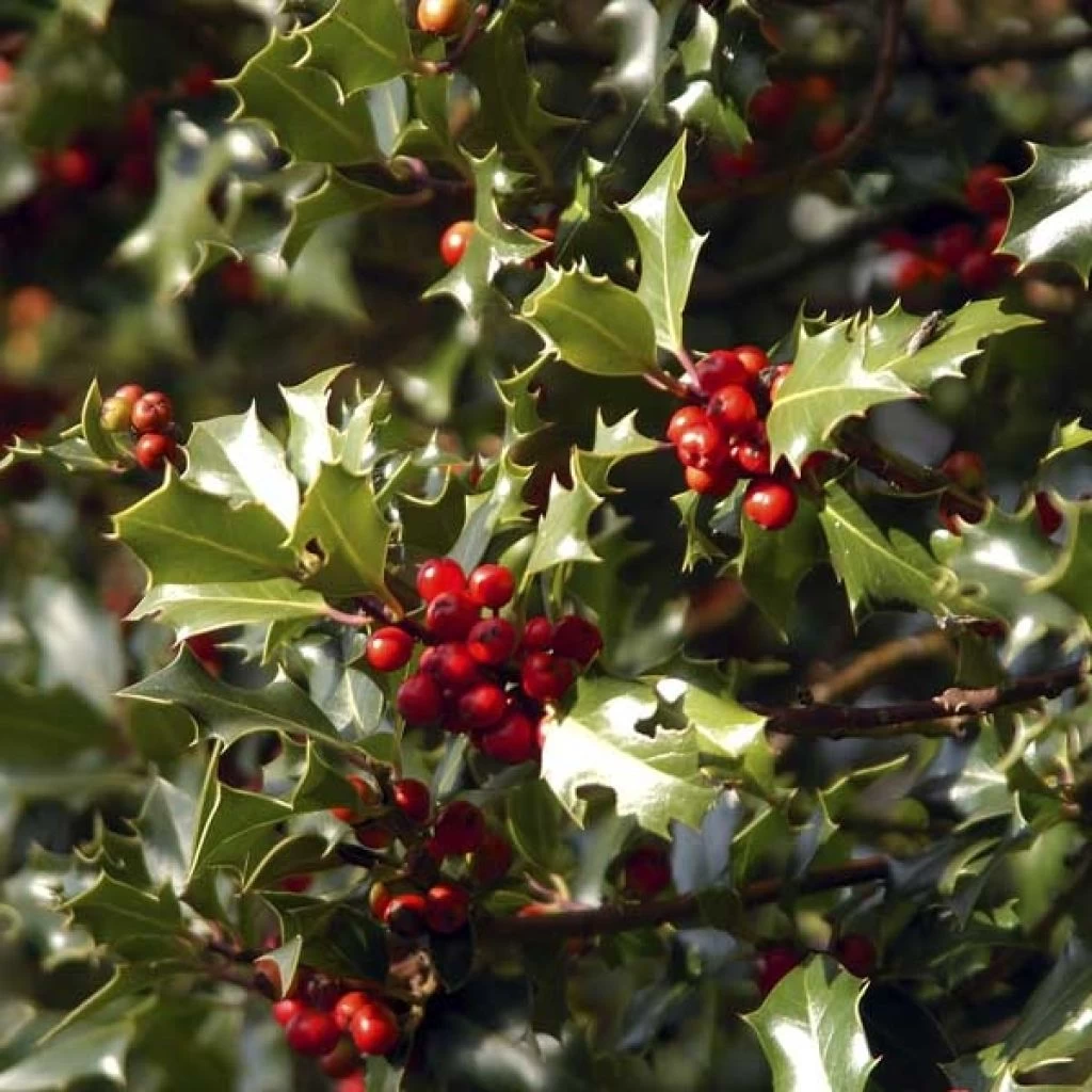 Houx Commun - Ilex Aquifolium Alaska 1 Houx Commun - Ilex Aquifolium Alaska