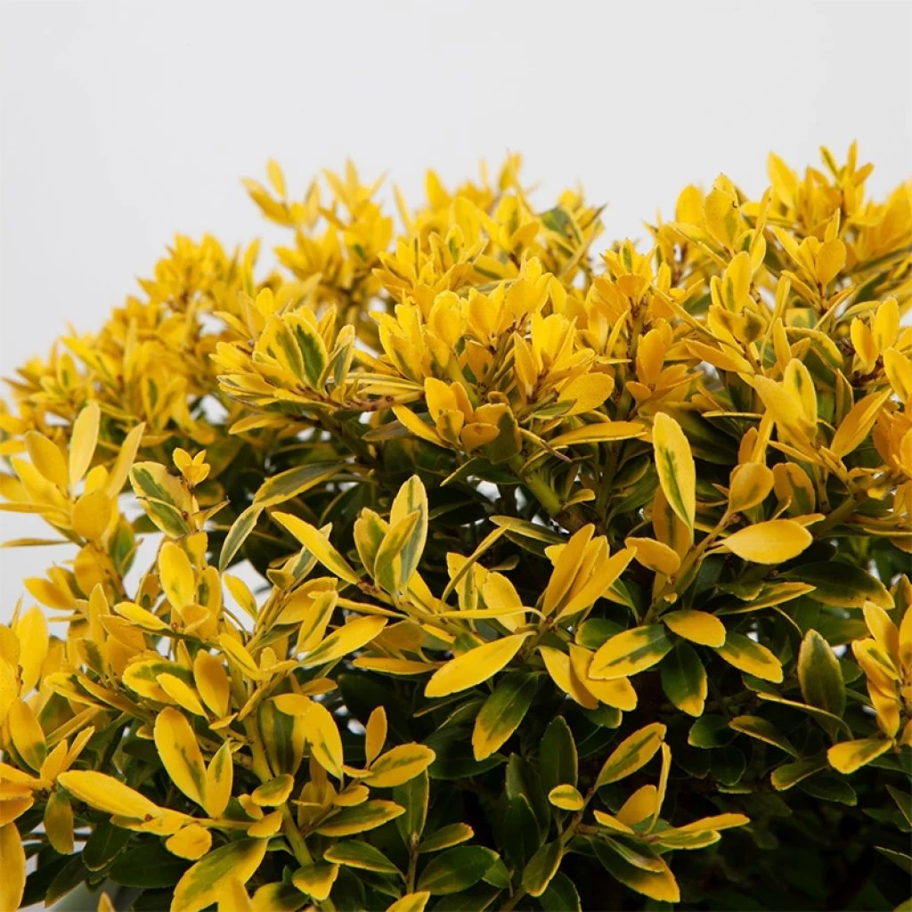 Ilex Crenata Lingold - Houx Crénelé 1 Ilex Crenata Lingold - Houx Crénelé