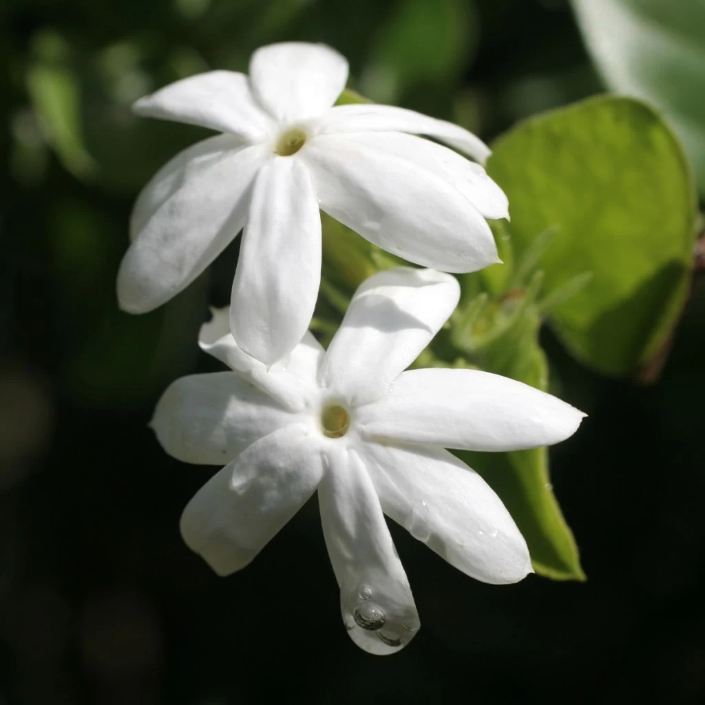 Jasmin Officinal - Jasminum Officinale Affinis 1 Jasmin Officinal - Jasminum Officinale Affinis