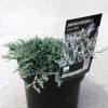 Genévrier Rampant - Juniperus Horizontalis Icee Blue