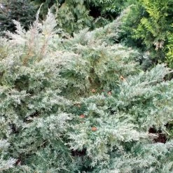 Genévrier De Pfitzer - Juniperus Pfitzeriana Glauca