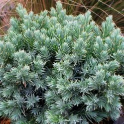 Juniperus Squamata Blue Star - Genévrier écailleux