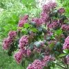Kalmia Latifolia Keepsake - Laurier Des Montagnes Rouge Et Blanc
