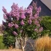 Lagerstroemia Lilac Grand Sud - Lilas Des Indes.