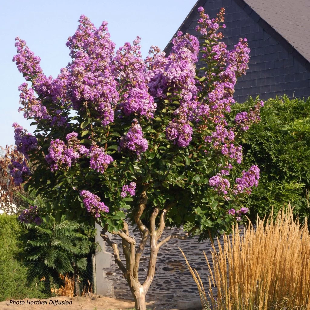 Lagerstroemia Lilac Grand Sud - Lilas Des Indes. 1 Lagerstroemia Lilac Grand Sud - Lilas Des Indes.