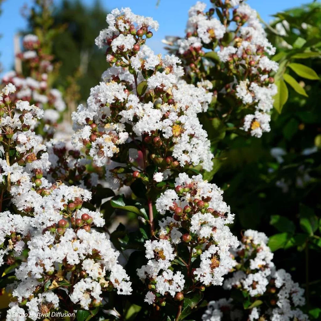 Lagerstroemia Neige D'Eté - Lilas Des Indes 1 Lagerstroemia Neige D'Eté - Lilas Des Indes