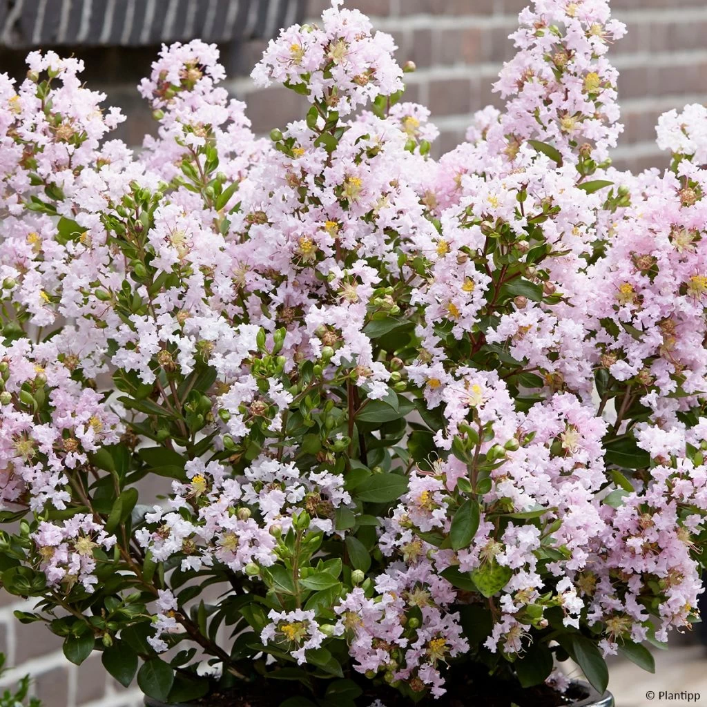 Lilas Des Indes 'With Love Babe' 1 Lilas Des Indes 'With Love Babe'