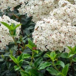 Laurier Tin - Viburnum Tinus Giganteum