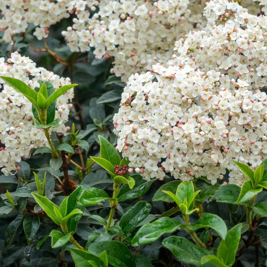 Laurier Tin - Viburnum Tinus Giganteum 1 Laurier Tin - Viburnum Tinus Giganteum