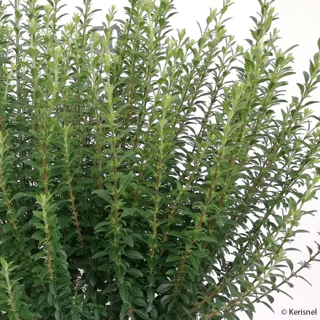 Troène De Chine - Ligustrum Sinense Eugene Clive 1 Troène De Chine - Ligustrum Sinense Eugene Clive