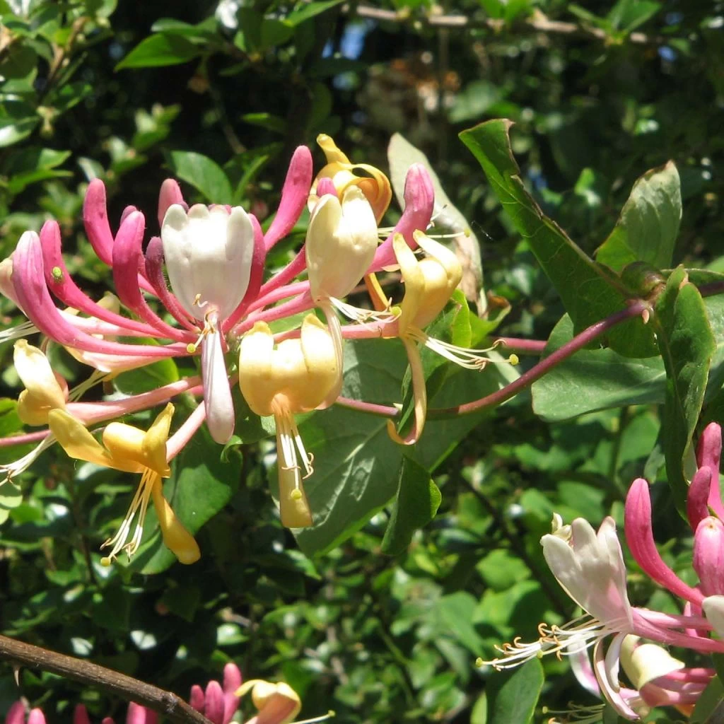 Chèvrefeuille, Lonicera Caprifolium 1 Chèvrefeuille, Lonicera Caprifolium