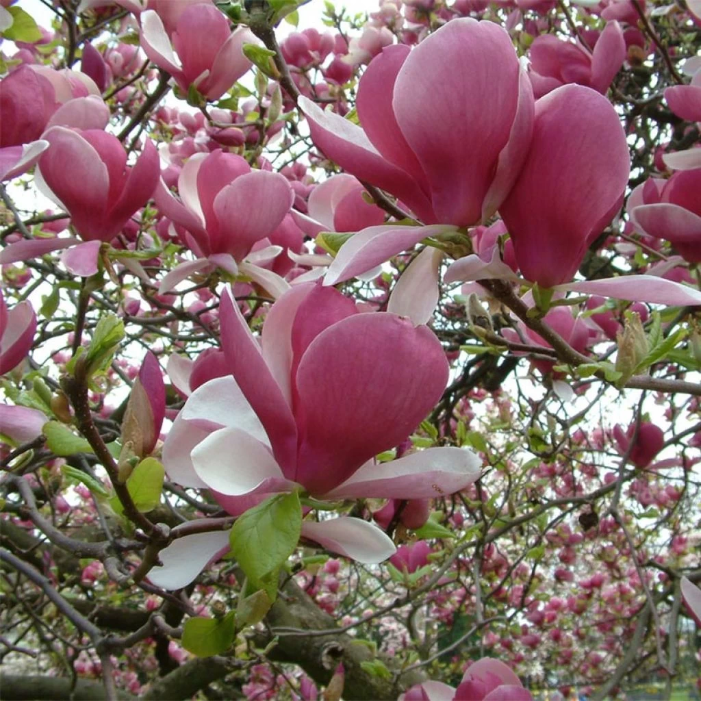 Magnolia Soulangeana Rustica Rubra 1 Magnolia Soulangeana Rustica Rubra