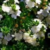 Myrtus Communis Tarentina - Myrte Commun
