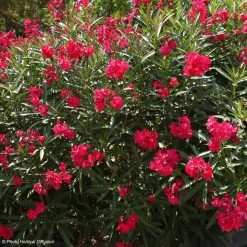 Laurier Rose - Nerium Oleander Rouge Double