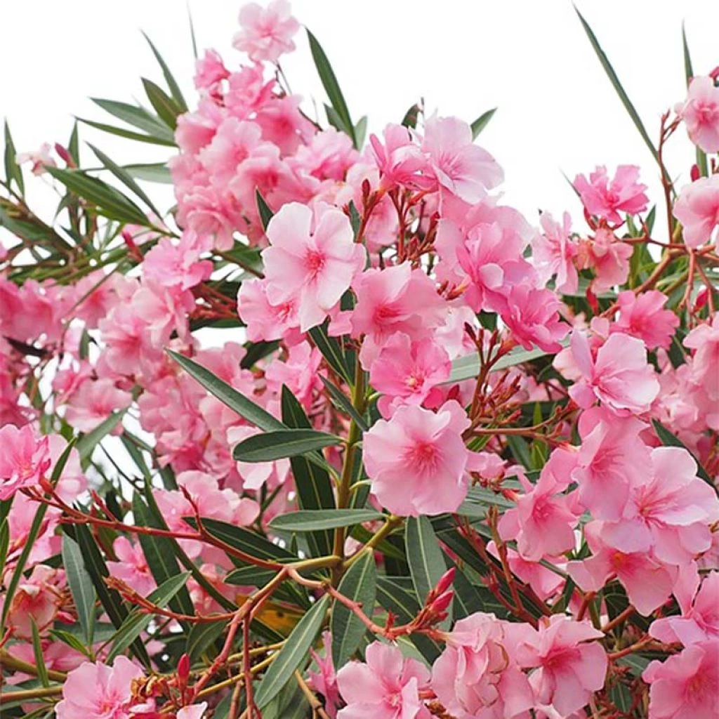 Laurier Rose - Nerium Oleander 1 Laurier Rose - Nerium Oleander