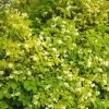 Seringat Des Jardins - Philadelphus Coronarius Aureus