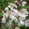 Philadelphus Dainty Lady - Seringat