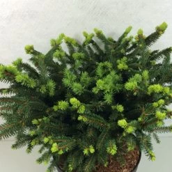Epicea Commun - Picea Abies Hana Subutus