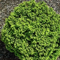 Épicéa Nain - Picea Abies Little Gem 2L/3L