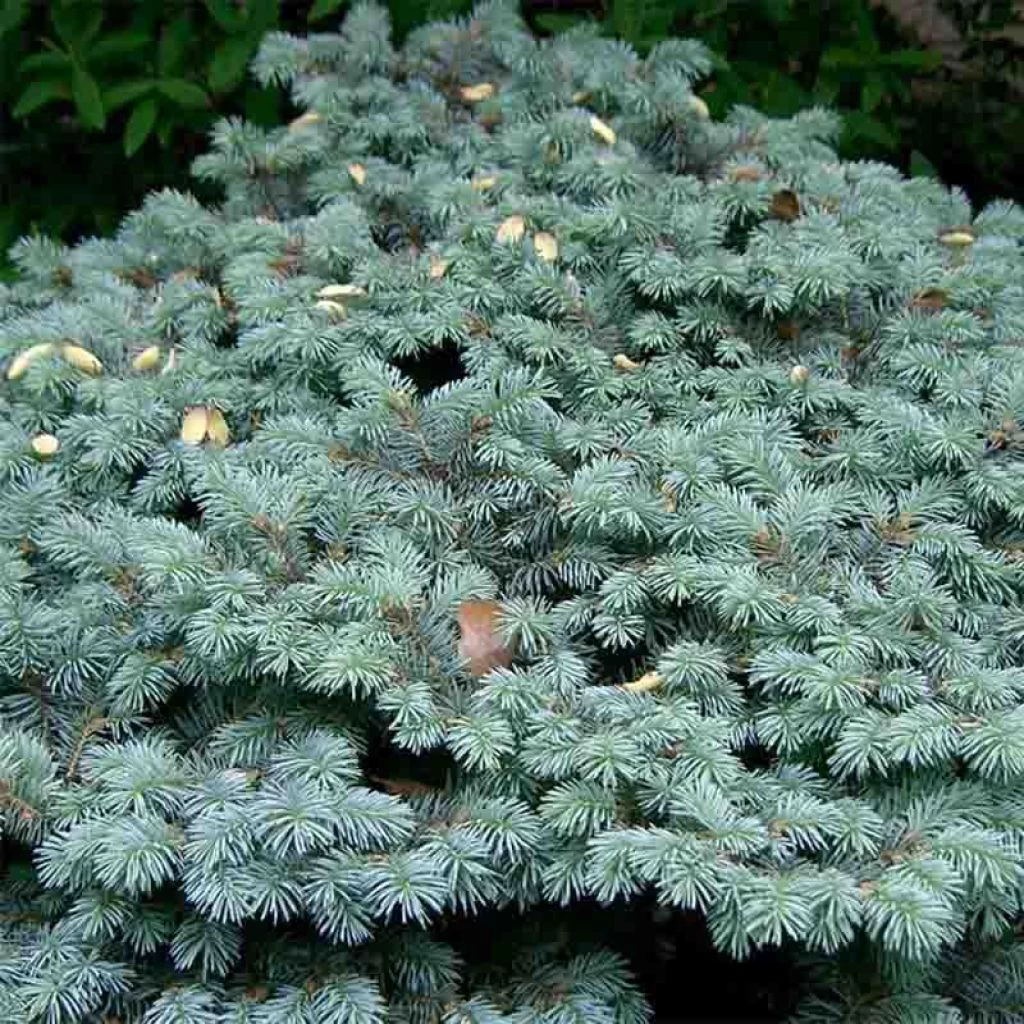Epicea Bleu - Picea Pungens Glauca Globosa 1 Epicea Bleu - Picea Pungens Glauca Globosa