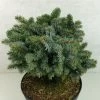 Epicea De Sitka - Picea Sitchensis Rom