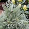 Pin De Weymouth Nain - Pinus Strobus Mary Butler