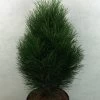 Pinus Nigra Green Tower - Pin Noir