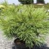 Pinus Strobus Minima - Pin De Weymouth