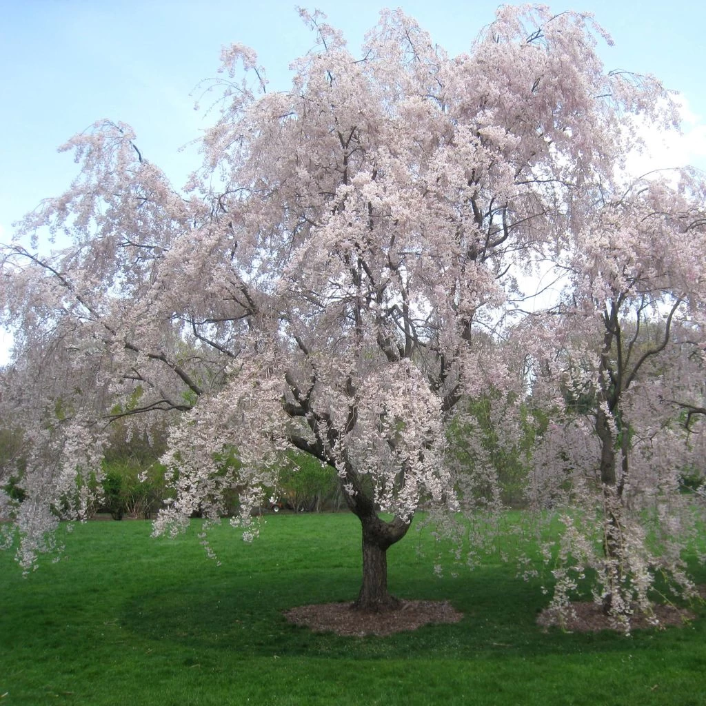 Cerisier à Fleurs - Prunus Subhirtella Pendula Rubra 1 Cerisier à Fleurs - Prunus Subhirtella Pendula Rubra