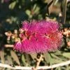 Callistemon Violaceus - Rince-bouteille