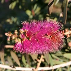 Callistemon Violaceus - Rince-bouteille