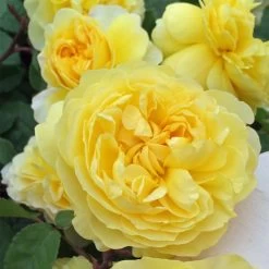 Rosier David Austin The Poet's Wife