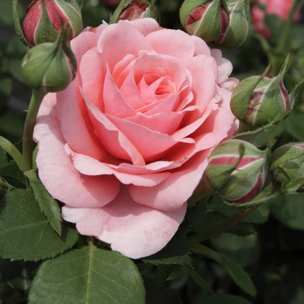 Rosier à Grandes Fleurs Elaine Paige 1 Rosier à Grandes Fleurs Elaine Paige