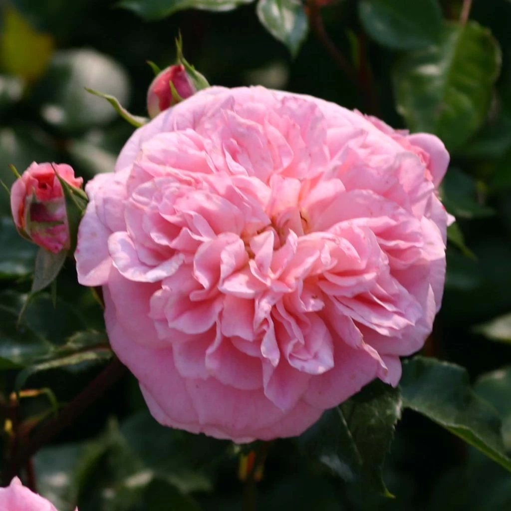 Rosier Grimpant May Queen 1 Rosier Grimpant May Queen