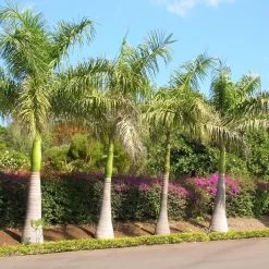 Roystonea Regia - Palmier Royal De Cuba