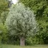 Salix Alba Liempde - Saule Blanc, Argenté