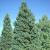 Séquoia Géant - Sequoiadendron Giganteum Glaucum