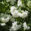 Seringat Minnesota Snowflake - Philadelphus Virginalis
